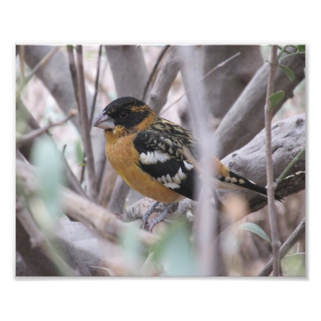 Grosbeak Fotodruck (Vorne)