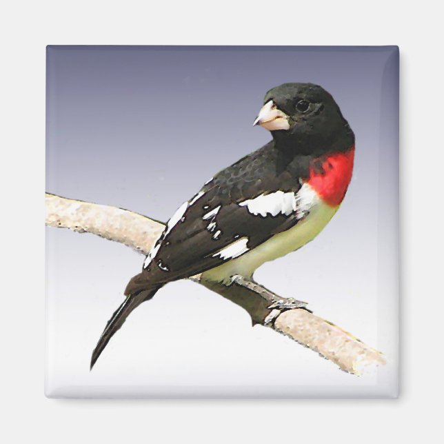 Grosbeak mit Rose Magnet (Vorne)