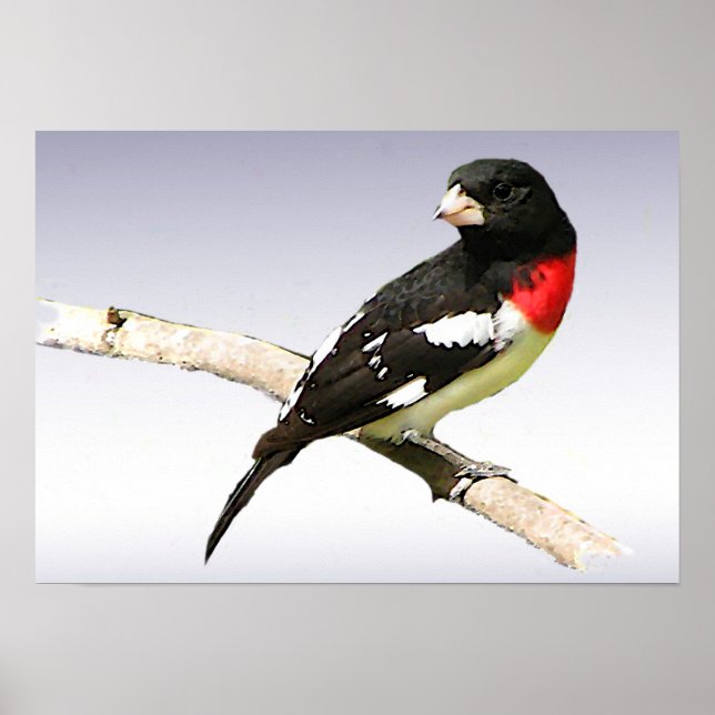 Grosbeak mit Rose Poster (Vorne)