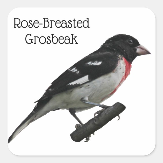 Grosbeak mit Rose Quadratischer Aufkleber (Vorderseite)