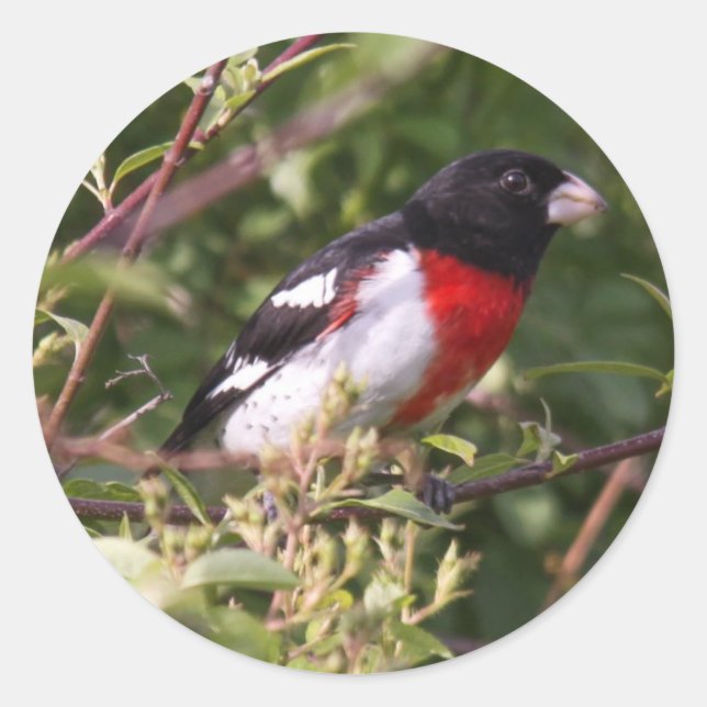 Grosbeak mit Rose Runder Aufkleber (Vorderseite)