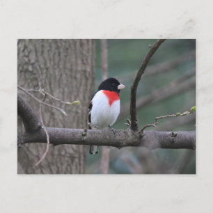 Grosbeak Postkarte