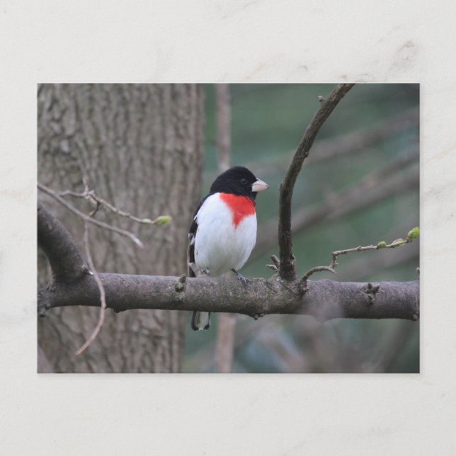 Grosbeak Postkarte (Vorderseite)