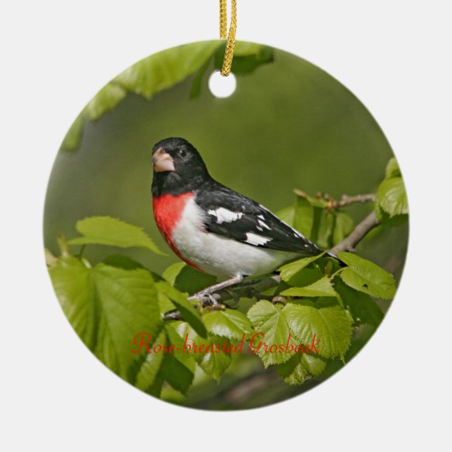Grosbeak-Rose Keramikornament (Vorne)