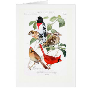 Grosbeak und Kardinal