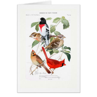 Grosbeak und Kardinal