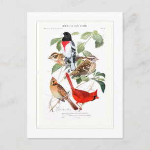 Grosbeak und Kardinal Postkarte