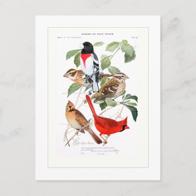 Grosbeak und Kardinal Postkarte (Vorderseite)