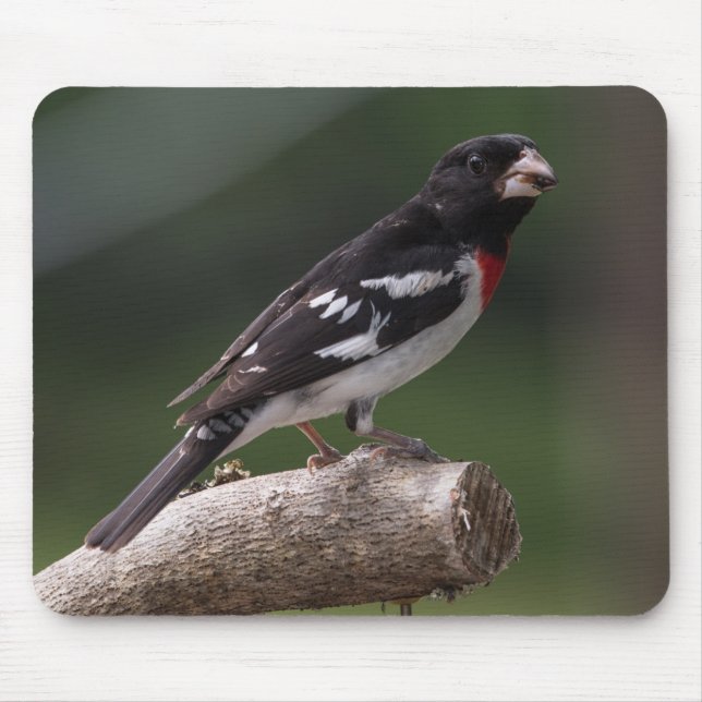 Grosbeak von männlicher Rose Mousepad (Vorne)