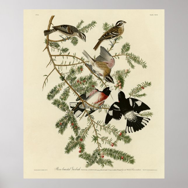Grosbeak von Rose, Audubons Vögel von Amerika Poster (Vorne)