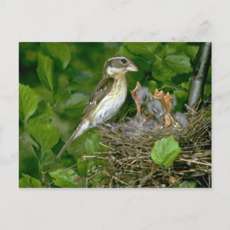 Grosbeak (weiblich) mit Rose Postkarte