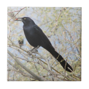 Groß-angebundenes Grackle Fliese