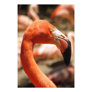 Großartig Flamingo Print/Poster! Fotodruck