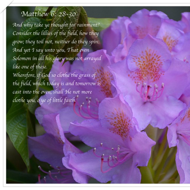 Großartig ist deine Treue! Postkarte (Von Creator hochgeladen)