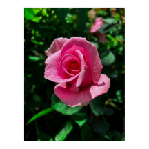 Großartig rosa Rosa Blume Poster