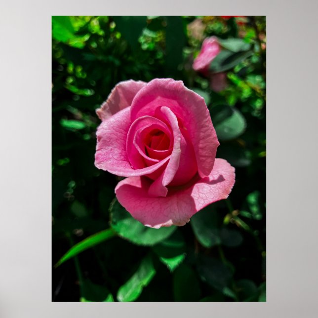 Großartig rosa Rosa Blume Poster (Vorne)