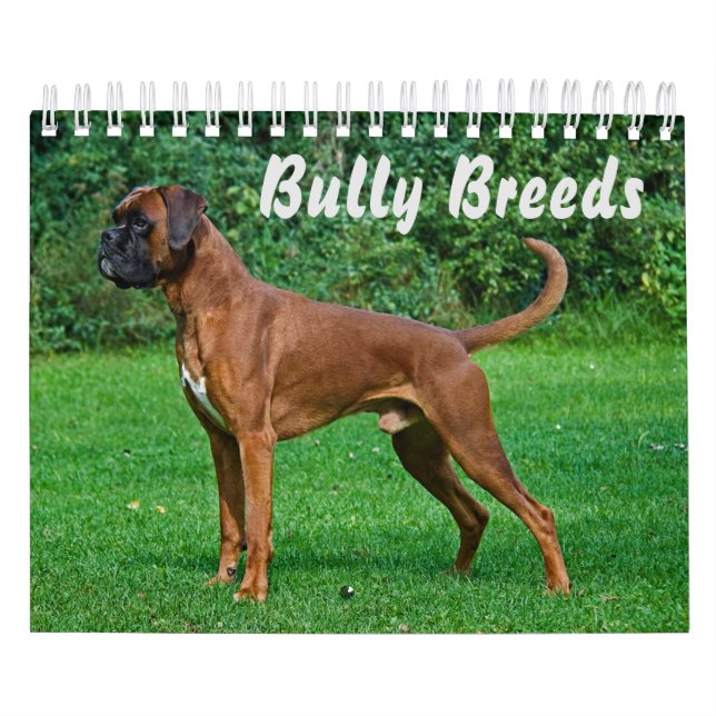 Großartige Bully-Rassen Kalender (Titelbild)