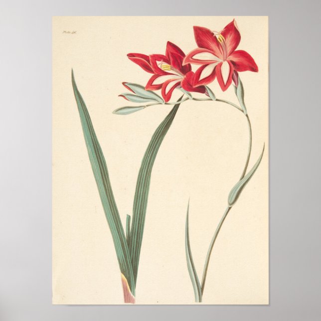 Großartige Maisflagge Poster (Vorne)