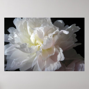Großartige Plakatdrucke aus weißem Peony Blossom Poster