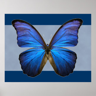 Großartiger Blue Morpho Butterfly Print Poster