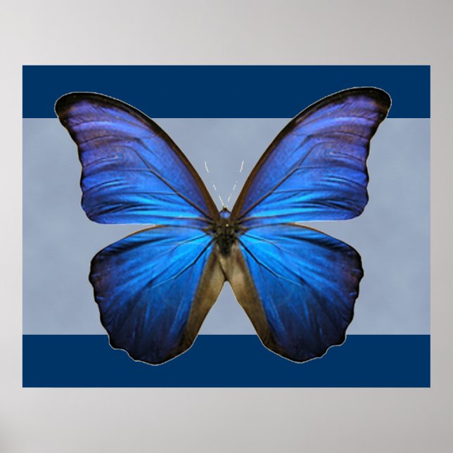Großartiger Blue Morpho Butterfly Print Poster (Vorne)