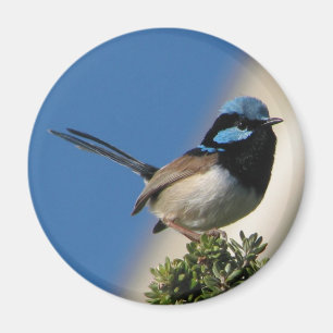 Großartiger feenhafter Zaunkönig Magnet