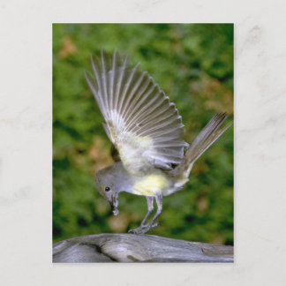 Großartiger Flycatcher Postkarte