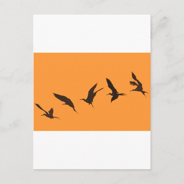 Großartiger Fregattenvogel Galapagos Inseln Postkarte (Vorderseite)