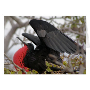 Großartiger Frigate Bird