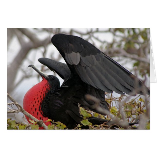 Großartiger Frigate Bird (Vorderseite (Horizontal))