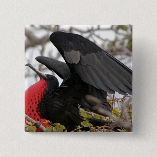 Großartiger Frigate Bird Button (Vorderseite)
