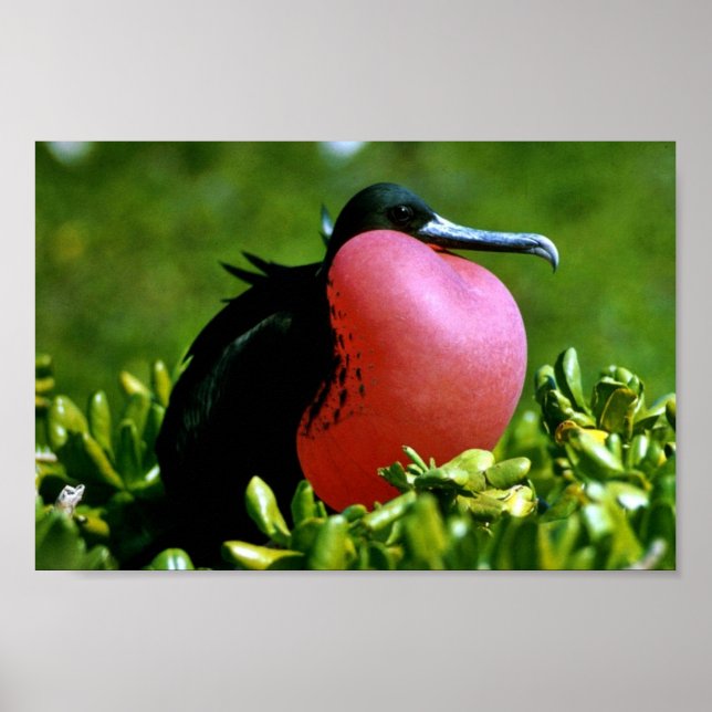 Großartiger Frigate Bird Poster (Vorne)