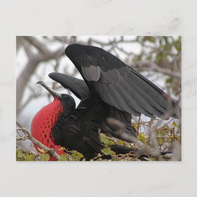 Großartiger Frigate Bird Postkarte (Vorderseite)