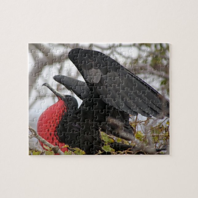 Großartiger Frigate Bird Puzzle (Horizontal)