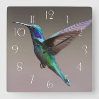 Großartiger Kolibri in der Flucht
