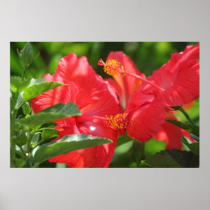 Großartiger Roter Hibiskus Poster