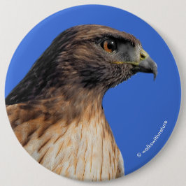 Großartiger Rotschwanzfalken in der Sonne Button