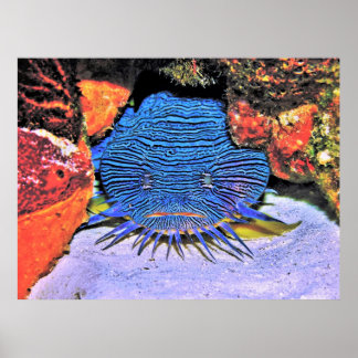 Großartiger Toadfish Poster