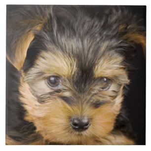 Großartiger Yorkshire Terrier Fliese