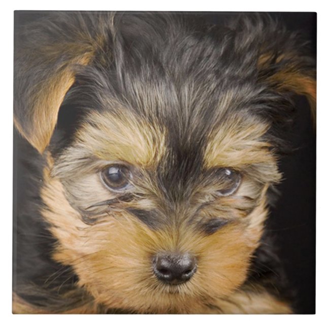 Großartiger Yorkshire Terrier Fliese (Vorderseite)