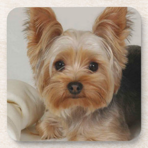 Großartiger Yorkshire Terrier Getränkeuntersetzer