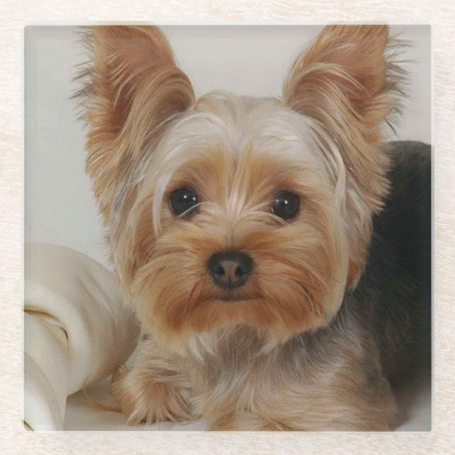 Großartiger Yorkshire Terrier Glasuntersetzer (Vorderseite)