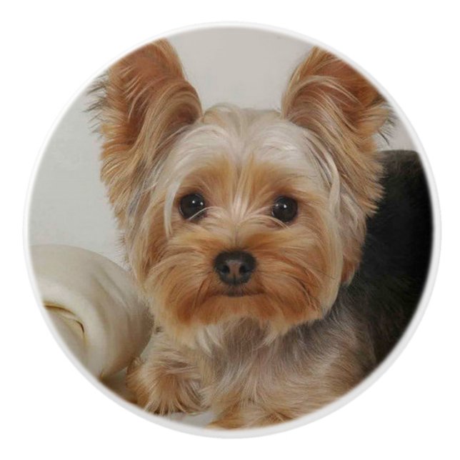 Großartiger Yorkshire Terrier Keramikknauf (Vorderseite)