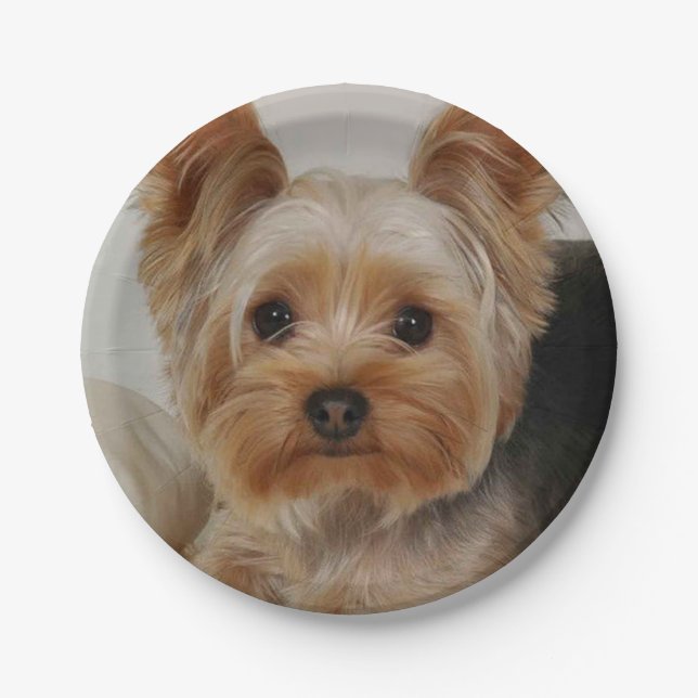 Großartiger Yorkshire Terrier Pappteller (Vorderseite)