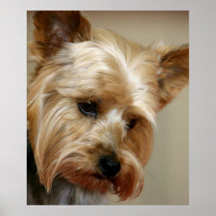 Großartiger Yorkshire Terrier Poster