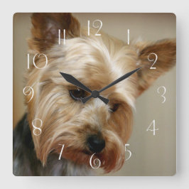 Großartiger Yorkshire Terrier Quadratische Wanduhr