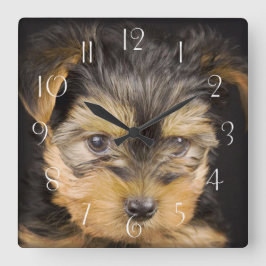 Großartiger Yorkshire Terrier Quadratische Wanduhr