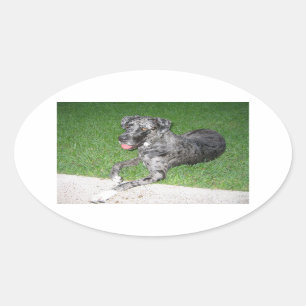 großartiges blaues Merllenlegen Ovaler Aufkleber