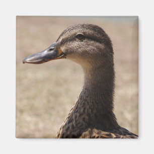 Großartiges Entenpflaster Foto Magnet