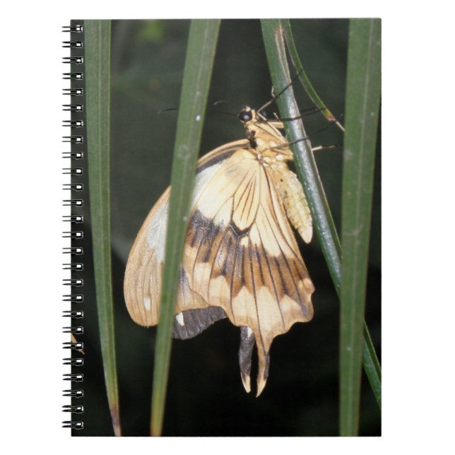 Großartiges Moth-Notebook Notizblock (Vorderseite)